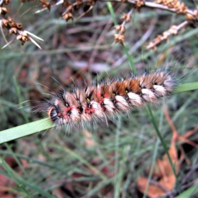 Anthela canescens