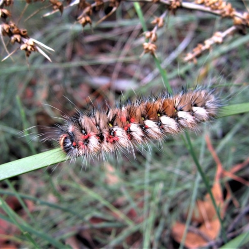 Anthela canescens