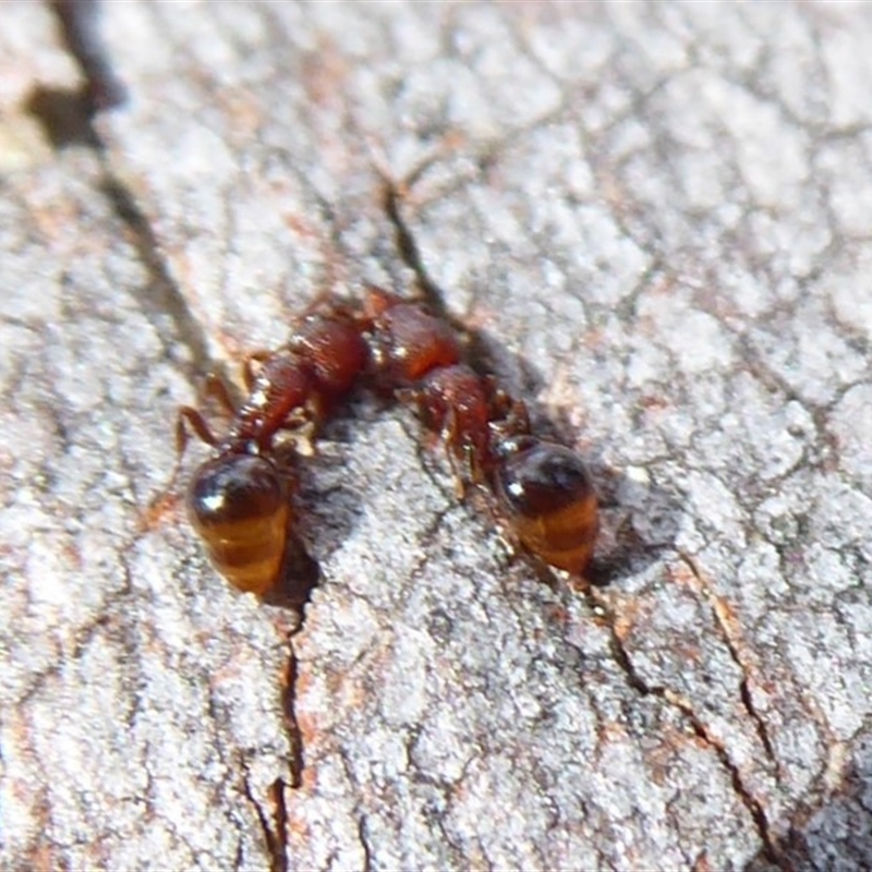 Mesostruma sp. (genus)