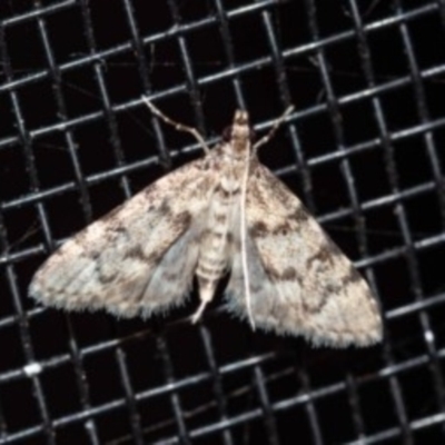 Metasia liophaea