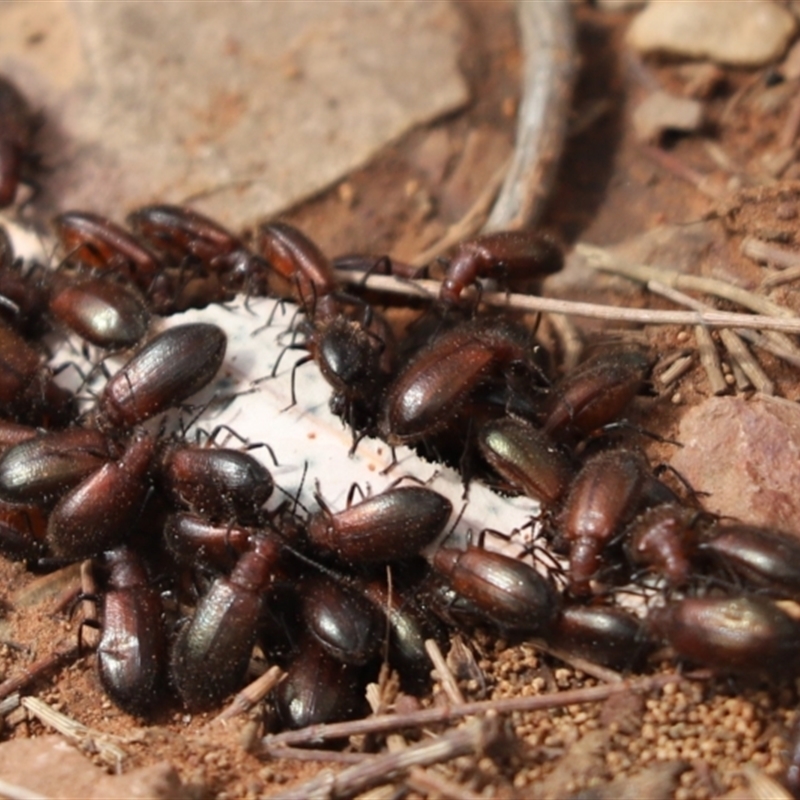 Metriolagria formicicola