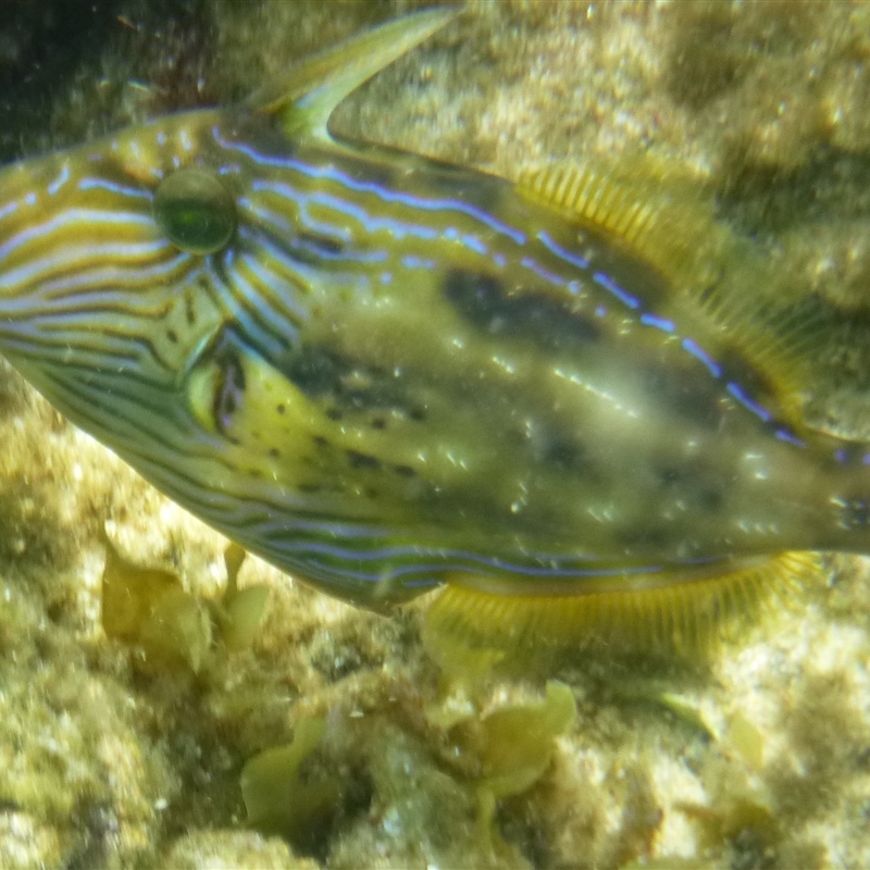 Meuschenia freycineti