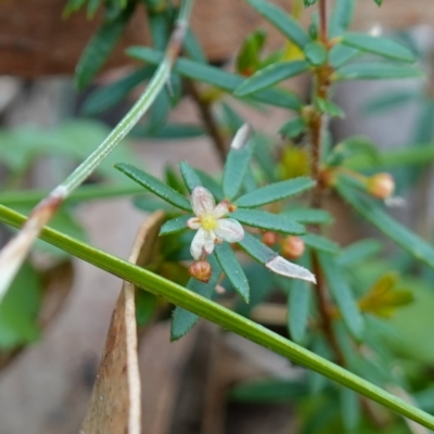 Micrantheum ericoides