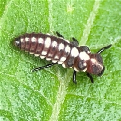 Larva