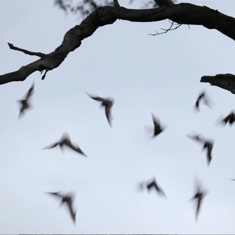 Microchiroptera (suborder)