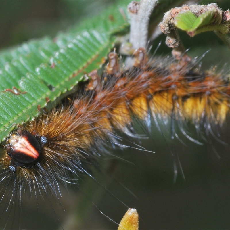 Anthela repleta