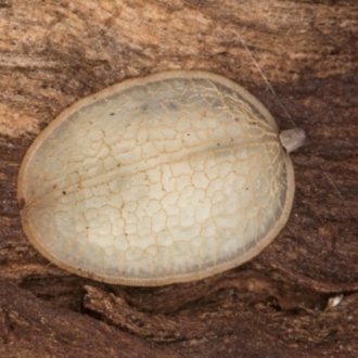 egg case 
