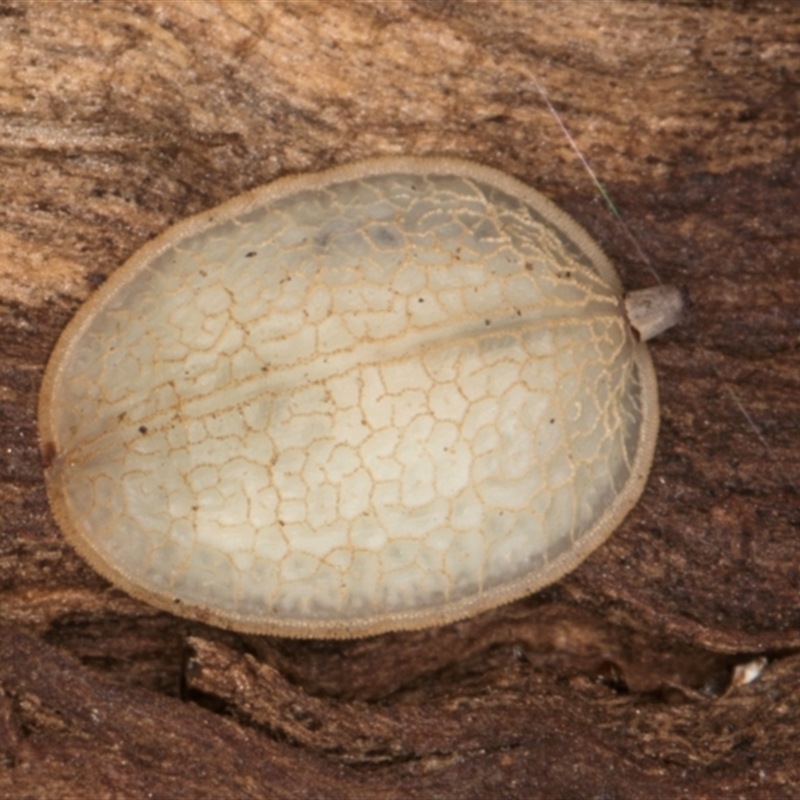 egg case 
