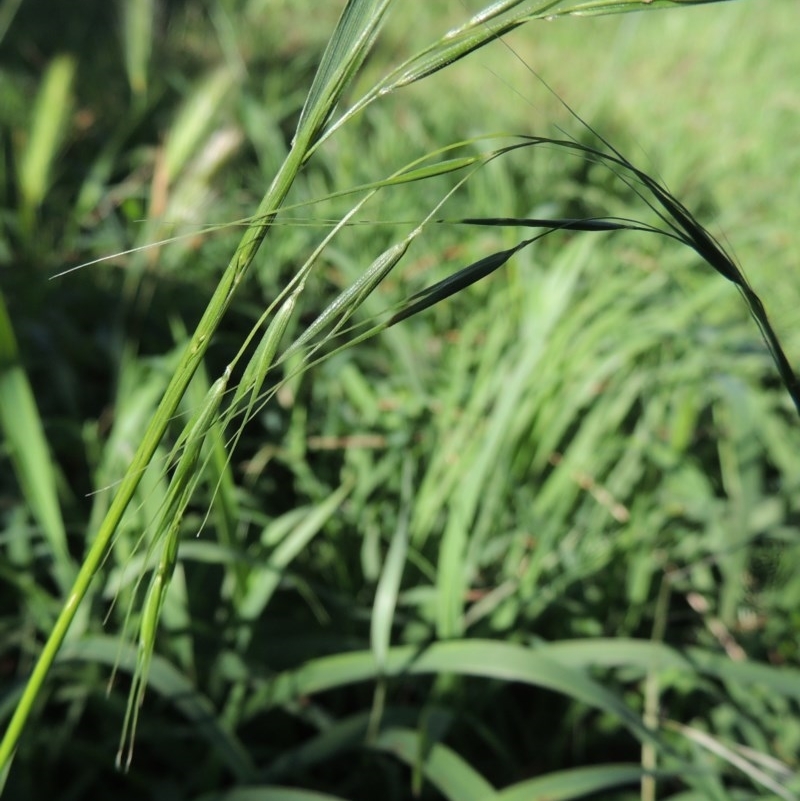 Microlaena stipoides