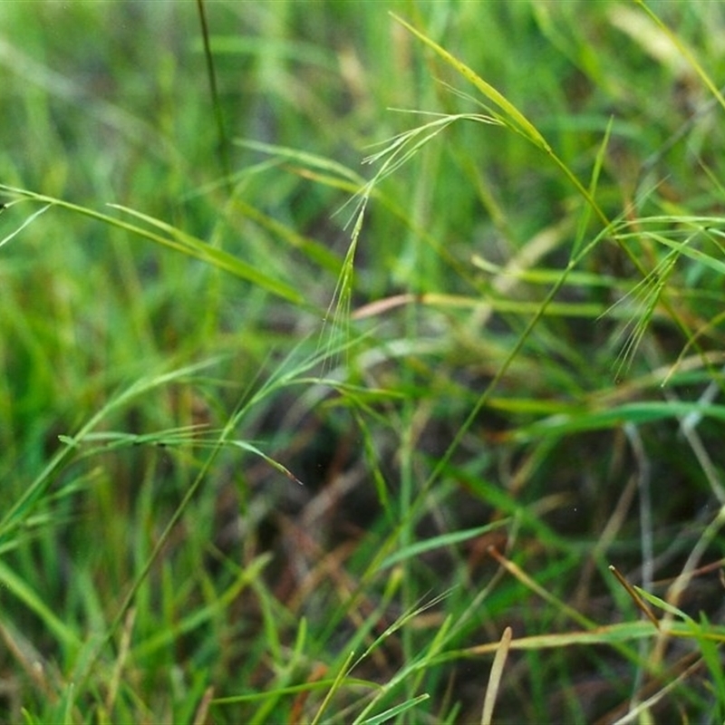 Microlaena stipoides