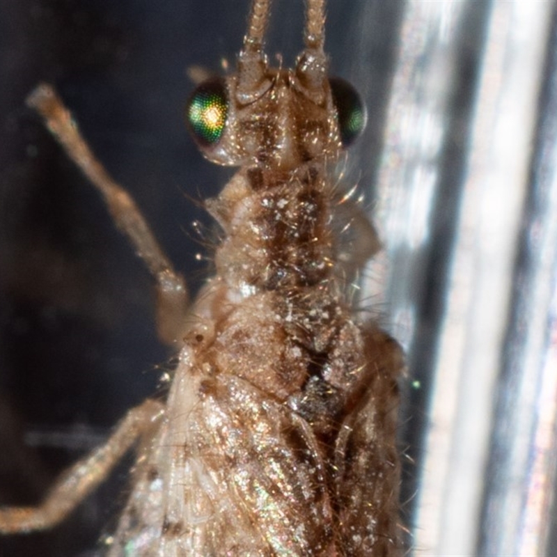 Micromus tasmaniae