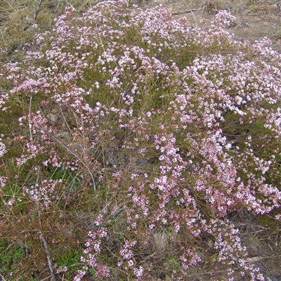 Micromyrtus ciliata