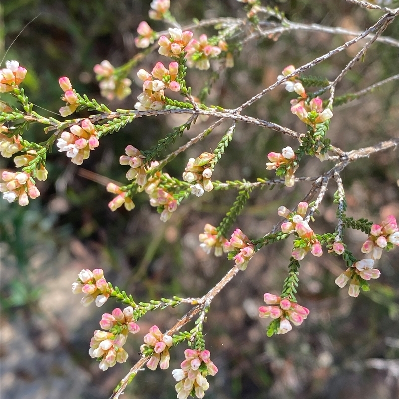 Micromyrtus ciliata