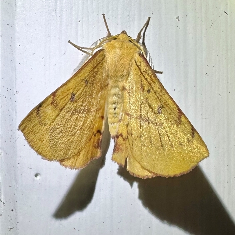 Anthela (genus) adult