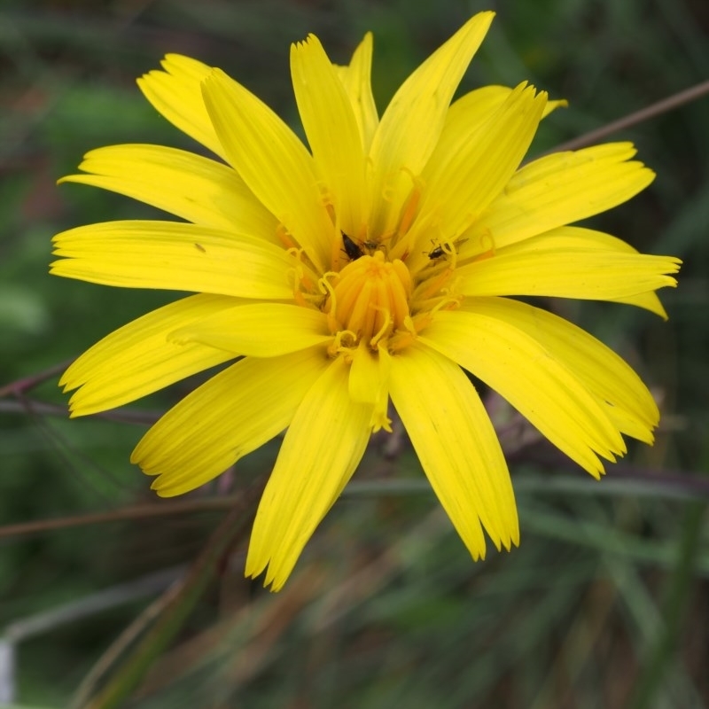 Microseris lanceolata