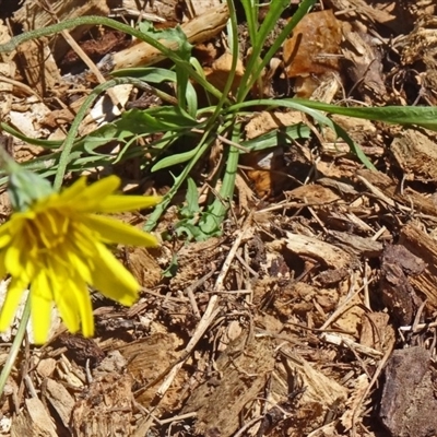 Microseris lanceolata