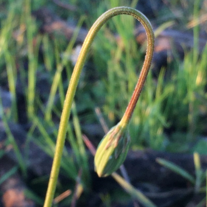 Microseris lanceolata