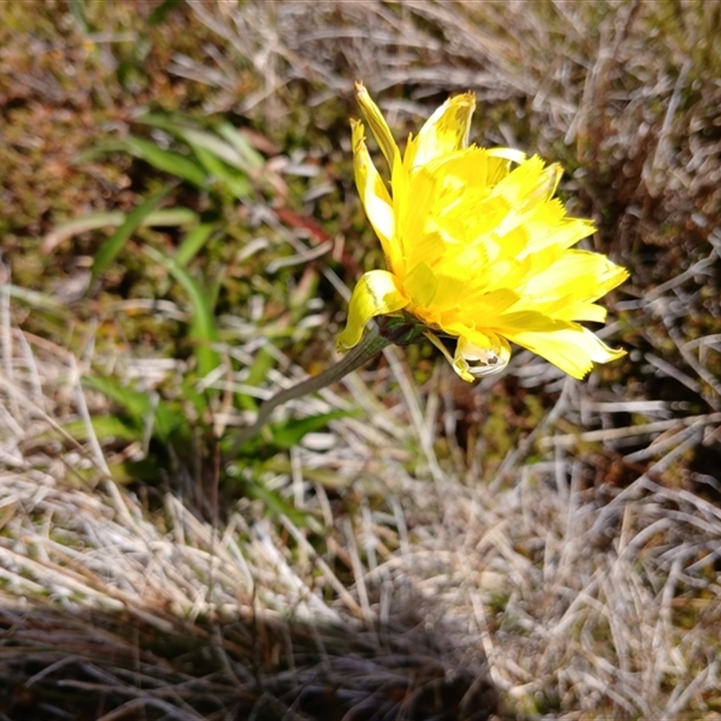 Microseris lanceolata