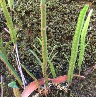 Zealandia pustulata