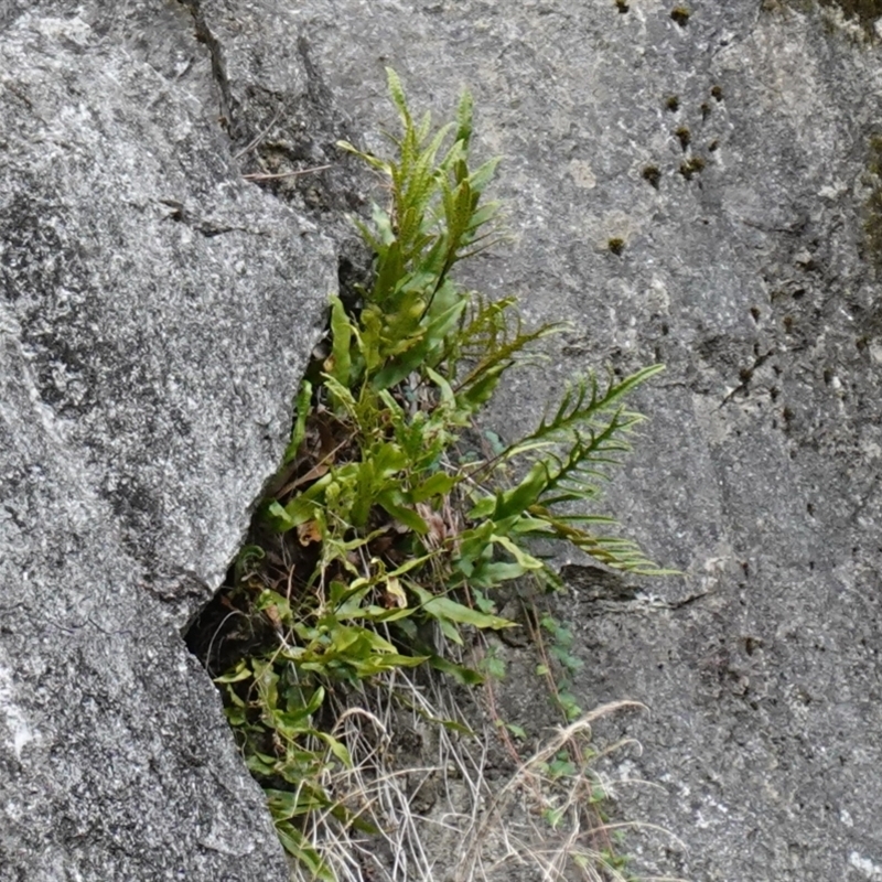 Zealandia pustulata subsp. pustulata