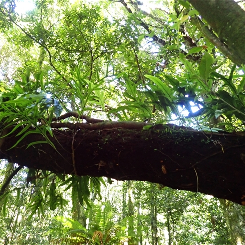 Zealandia pustulata subsp. pustulata