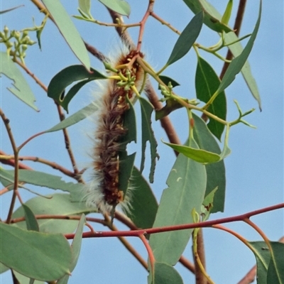 Anthela (genus) immature