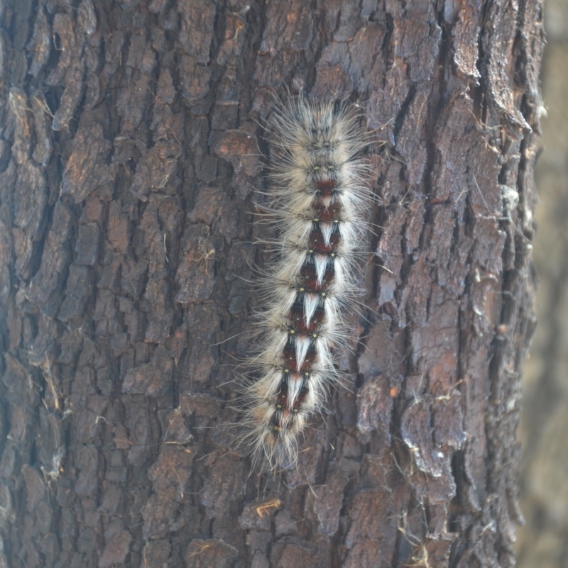 Anthela (genus) immature