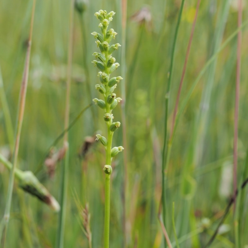 Microtis parviflora