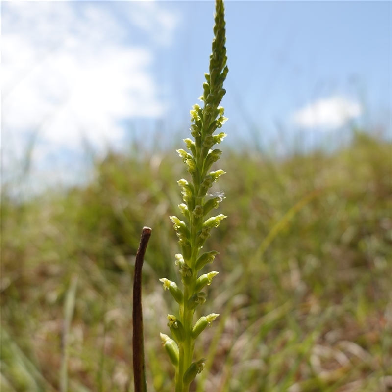 Microtis parviflora