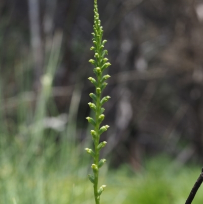 Microtis sp. aff. unifolia