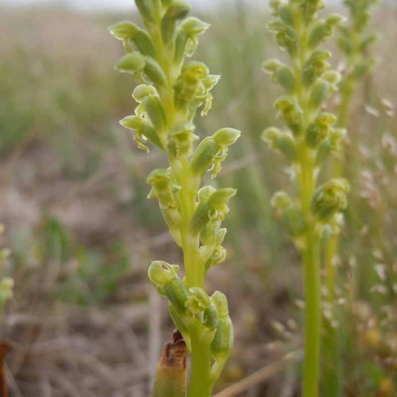 Microtis unifolia