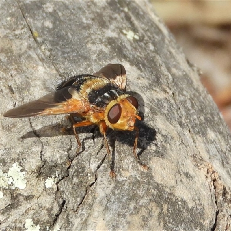 Microtropesa sp. (genus)