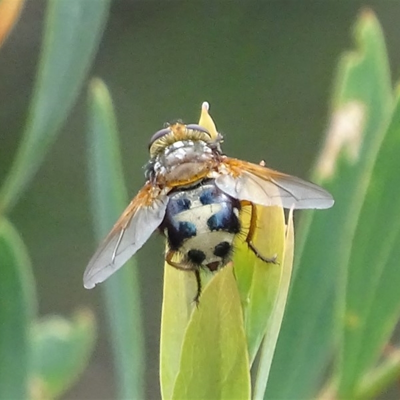 Microtropesa sp. (genus)