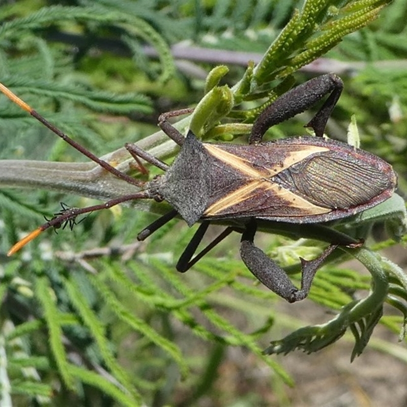 Mictis profana