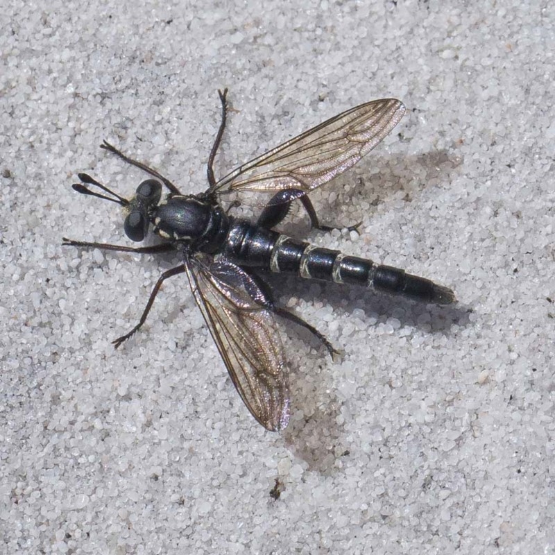 Miltinus viduatus