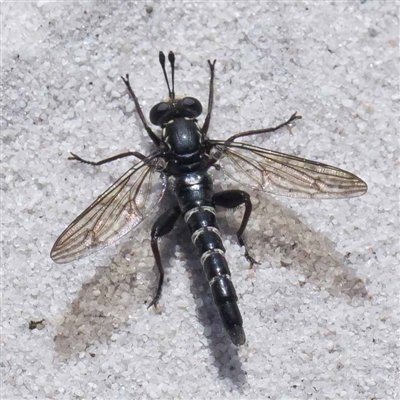 Miltinus viduatus