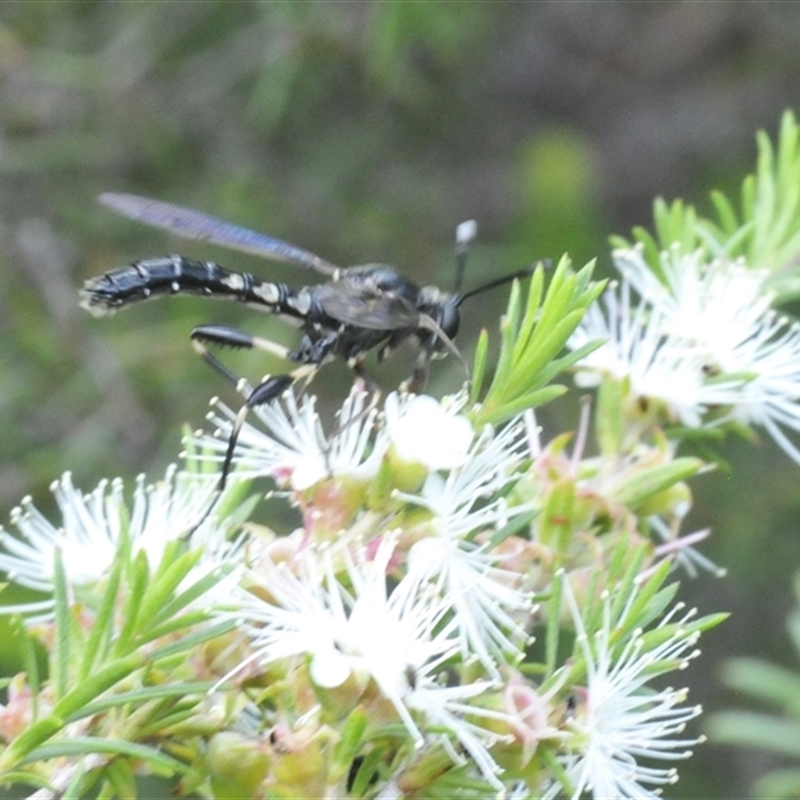 Miltinus viduatus