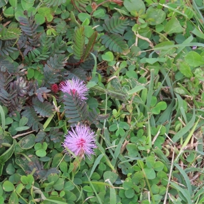 Mimosa pudica var. unijuja