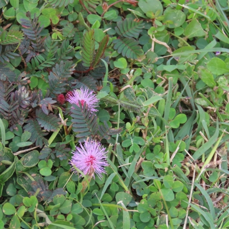 Mimosa pudica