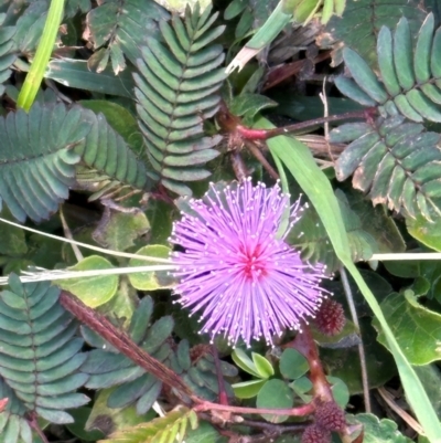 Mimosa pudica var. unijuja