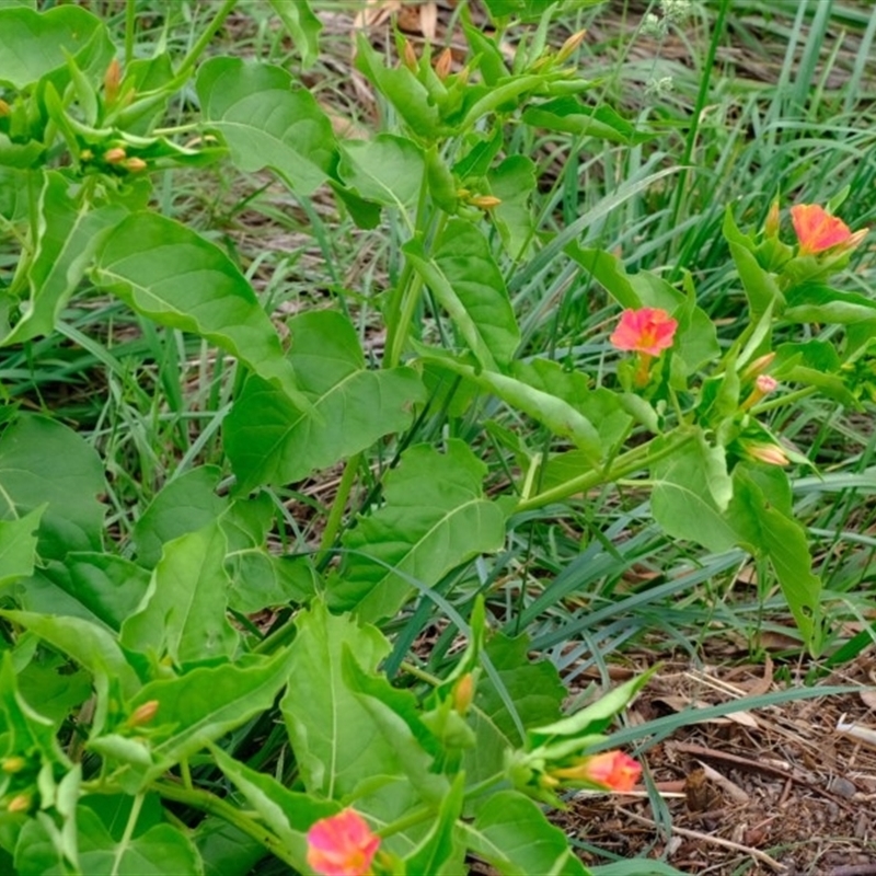 Mirabilis jalapa