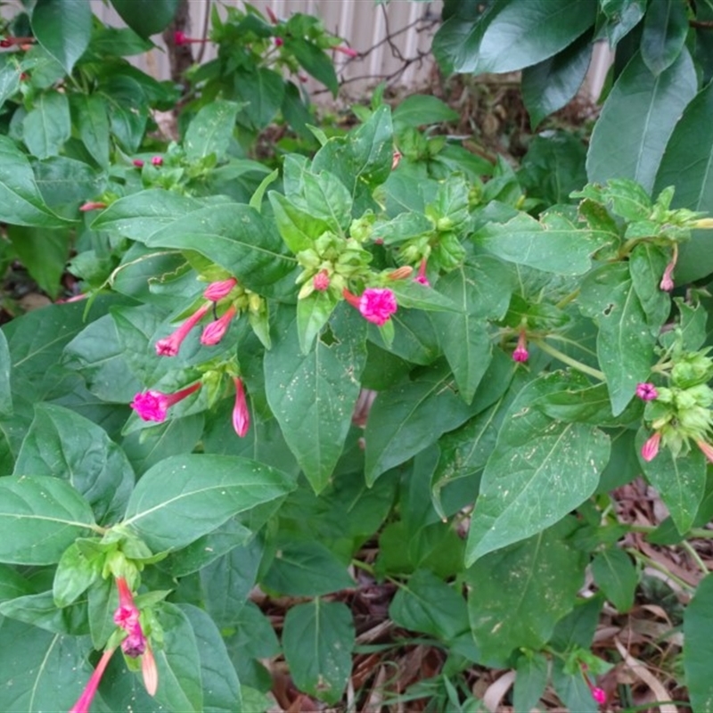 Mirabilis jalapa