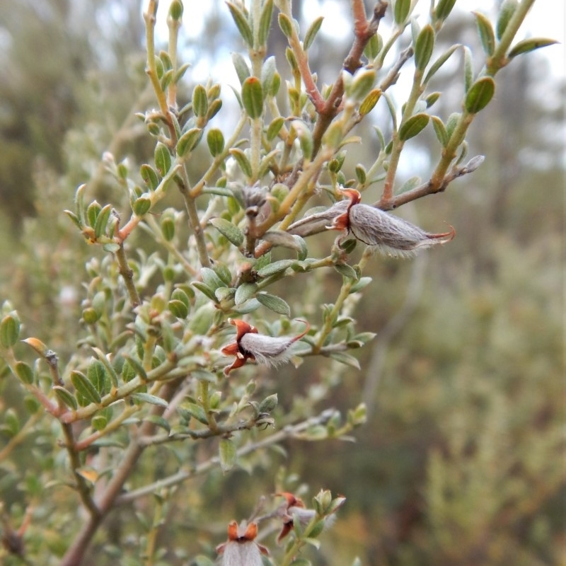 Mirbelia oxylobioides