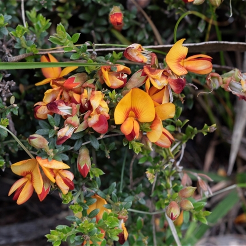 Mirbelia oxylobioides