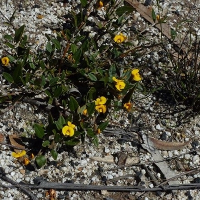 Mirbelia platylobioides