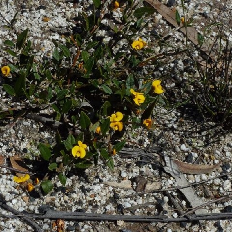 Mirbelia platylobioides