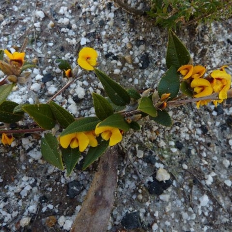 Mirbelia platylobioides