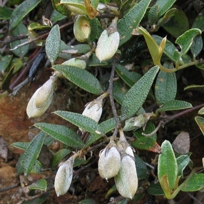 Mirbelia platylobioides