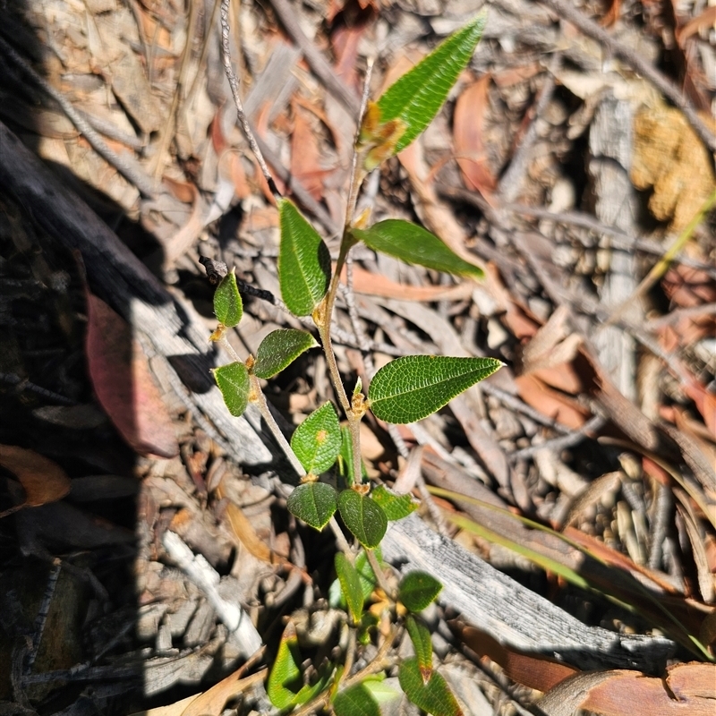 Mirbelia platylobioides