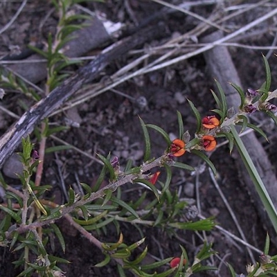 Mirbelia pungens